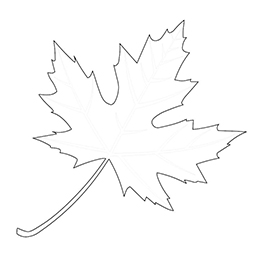 Kolorowanka mały liść klonu